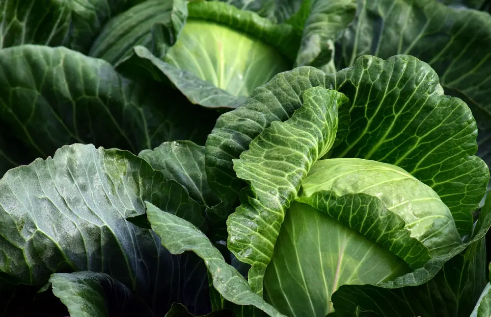 Plants de chou cabus en culture potager - feuilles vertes développement croissance jardin bio