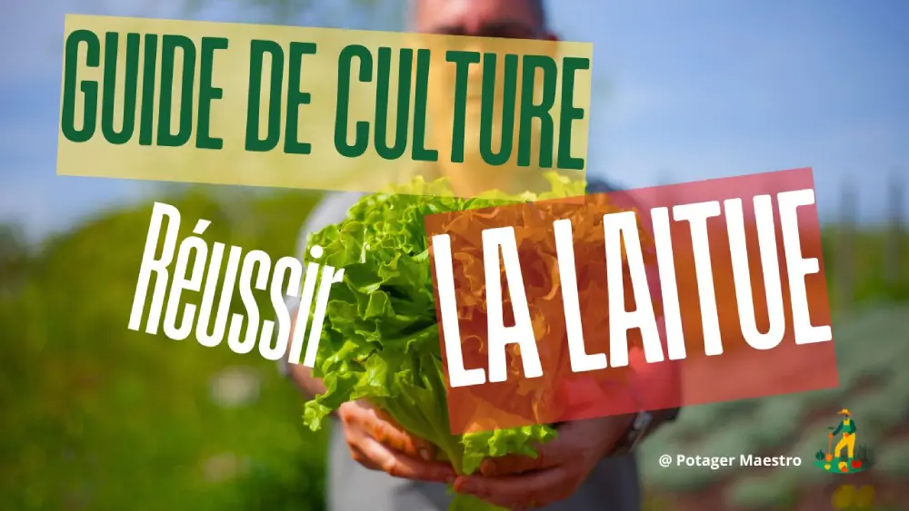 Guide culture laitue Potager Maestro - réussir semis et plantation de salade au potager avec conseils