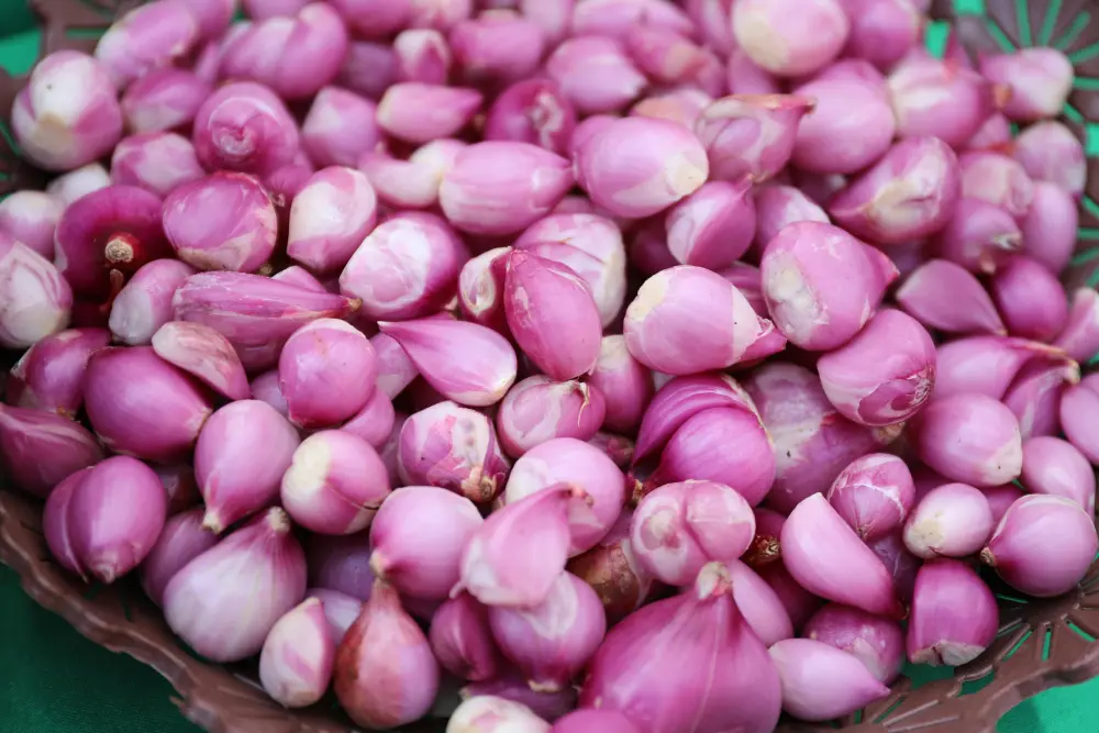 Échalotes grises fraîches marché local légumes bulbes cuisine française traditionnelle