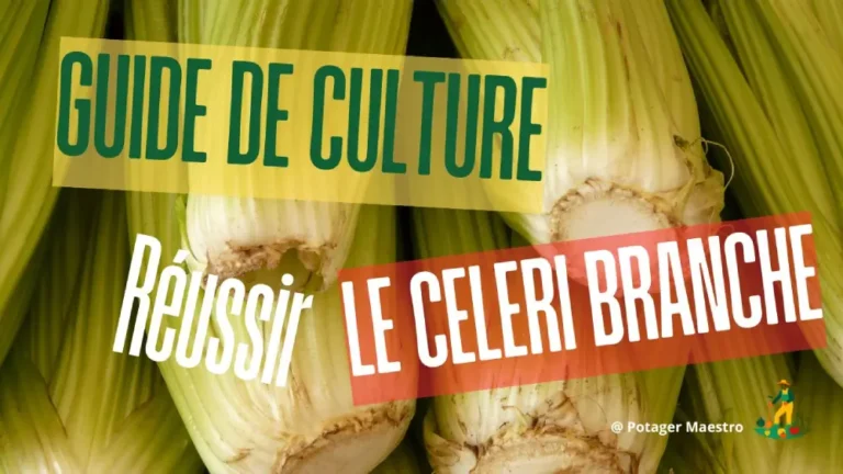 Guide culture céleri branche réussir plantation légume potager conseil