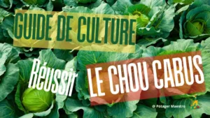 Guide culture chou cabus potager - réussir semis plantation entretien récolte légume bio