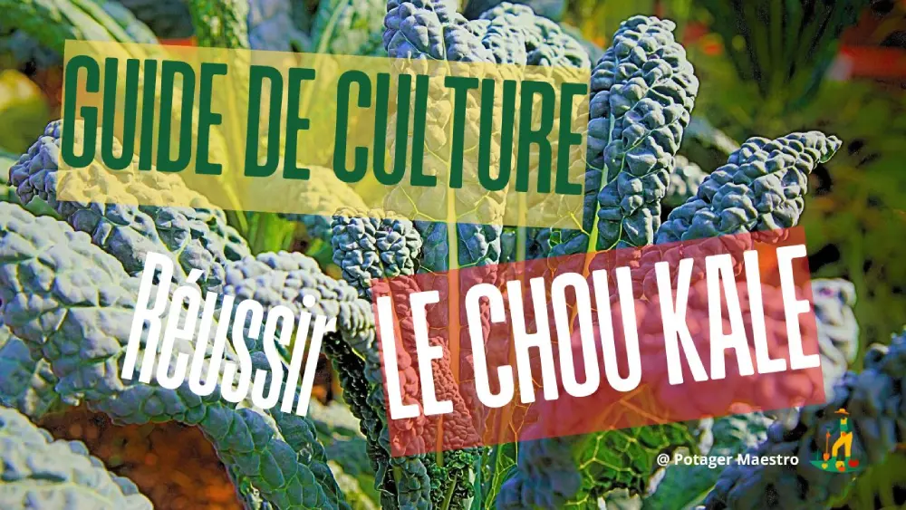 Guide culture chou kale - titre article jardinage potager avec plants de chou frisé bleu-vert