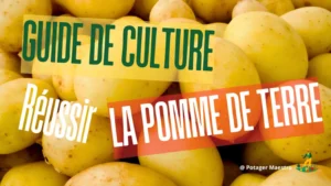 Guide culture pomme de terre plantation récolte potager maestro