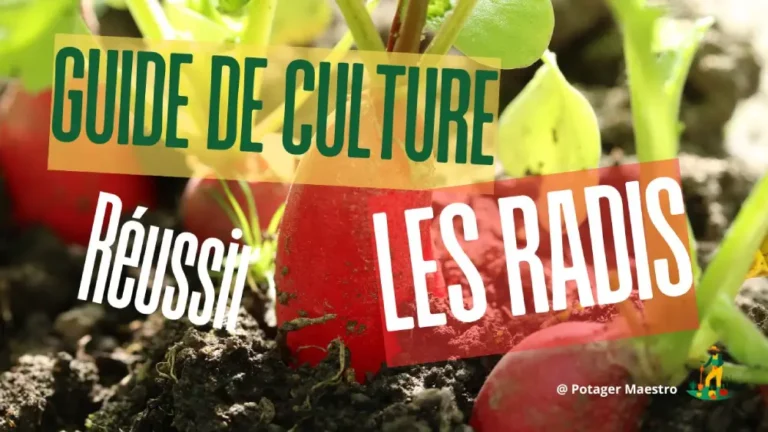 Guide culture radis rouge - Semis et récolte - Potager Maestro
