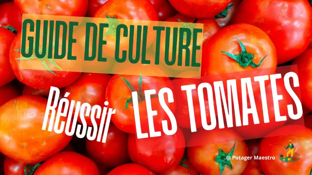 Guide de culture des tomates potager maestro