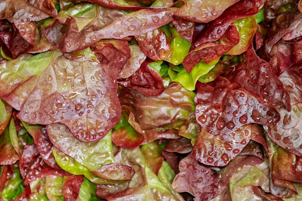 Laitue rouge avec gouttes d'eau - variété colorée de salade croquante cultivée au jardin naturel