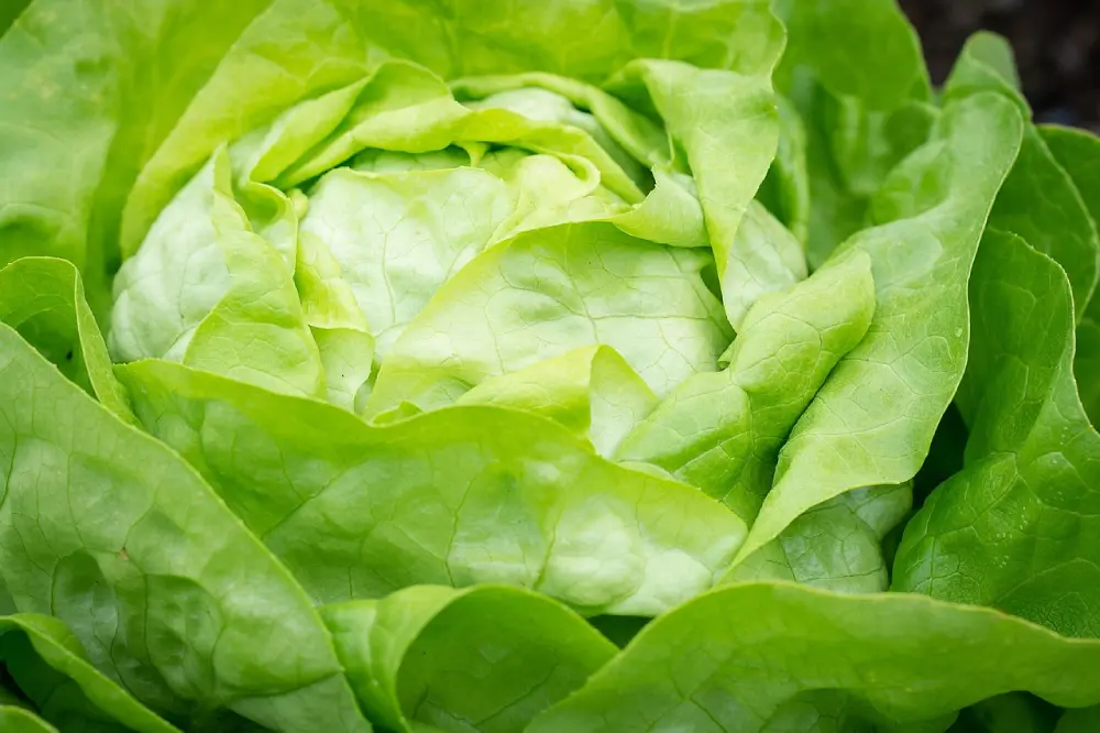 Laitue pommée verte mature au jardin - belle pomme bien formée prête pour la récolte de salade fraîche