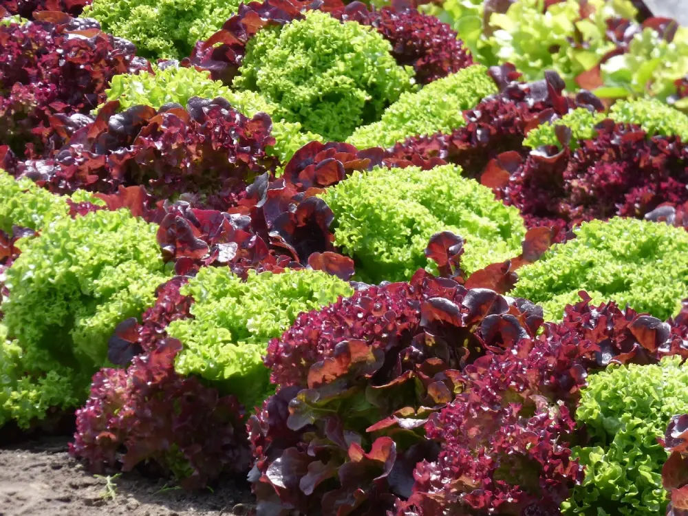 Plantation alternée laitues vertes et rouges au potager - culture diversifiée de salades fraîches bio