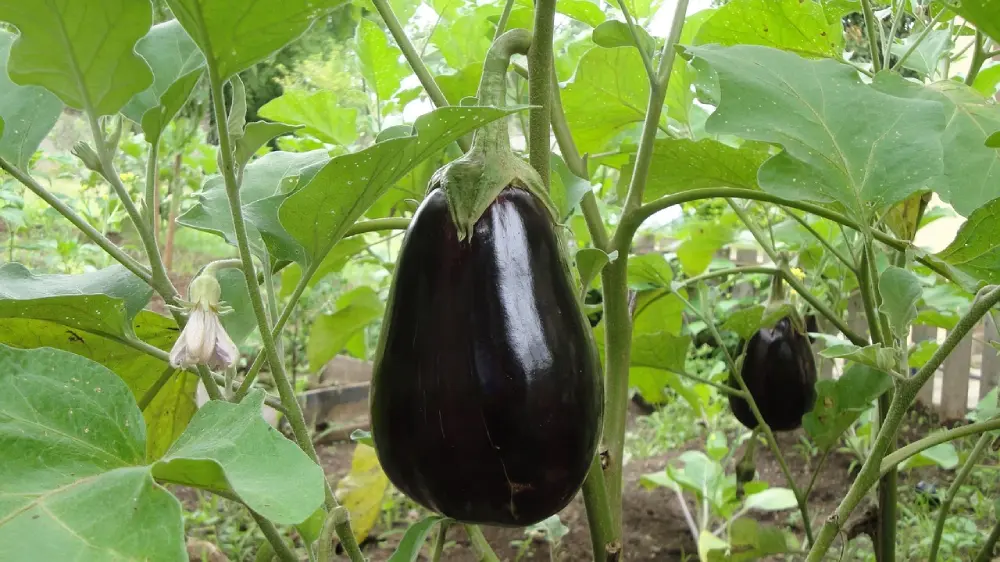 Aubergines noires mûres poussant sur plant au jardin potager - culture légumes bio maison
