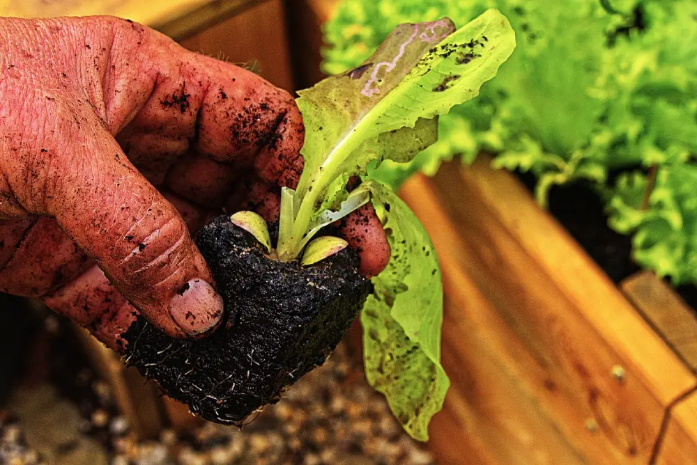 Repiquage de jeune plant de laitue en motte - technique de plantation pour culture réussie au potager