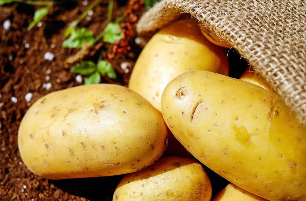 Pommes de terre fraîches récolte sac toile conservation