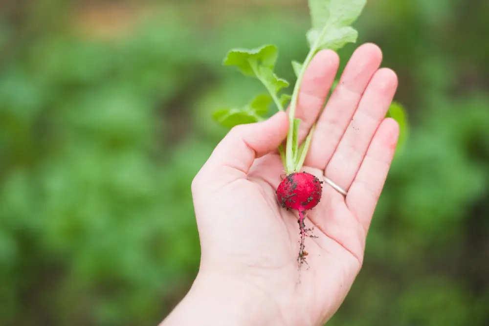 Récolte radis rouge frais dans main avec fanes vertes - Culture potager printemps été réussie