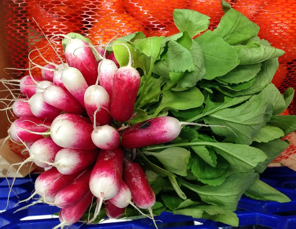 Récolte variétés radis rouge et blanc avec fanes dans panier - Culture potager légumes racines