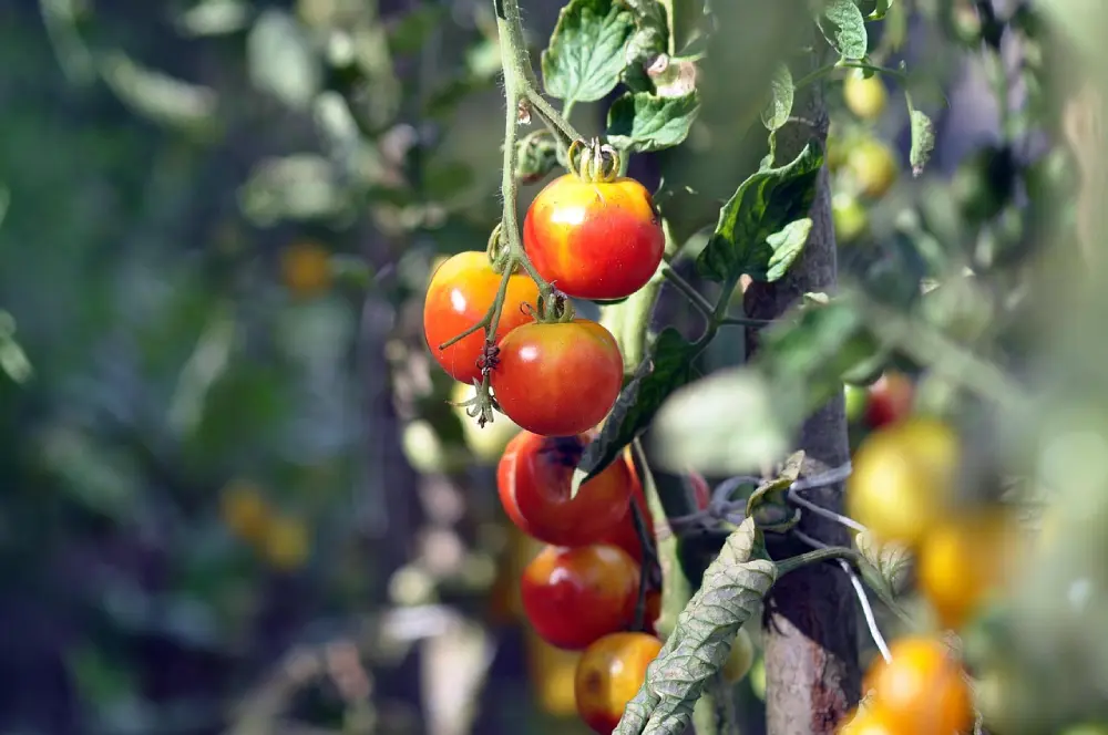 Tomates cerises mûrissant sur plant passage vert rouge culture potager récolte été