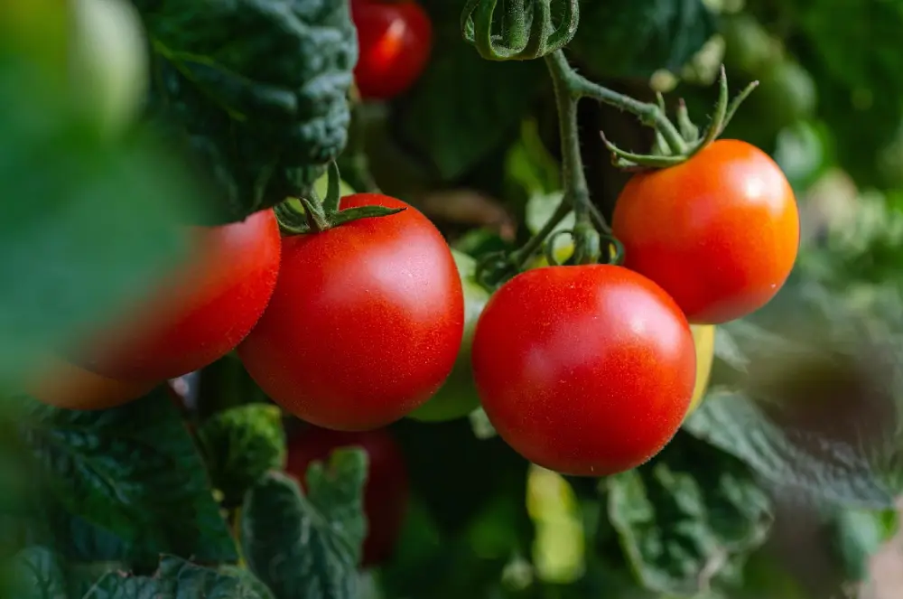 Tomates rouges mûres plant feuillage vert culture potager récolte été jardin
