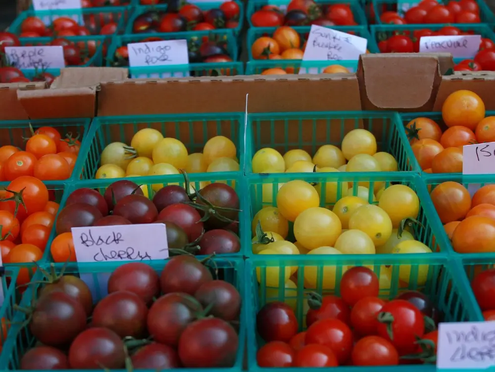 Marché local variétés tomates Black Cherry colorées cagettes vente directe producteur