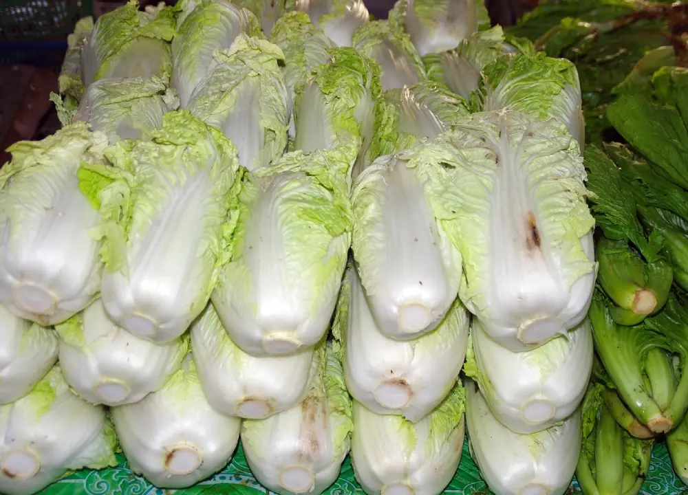 Choux chinois pé-tsaï sur étal marché - Légumes frais récoltés prêts à la vente