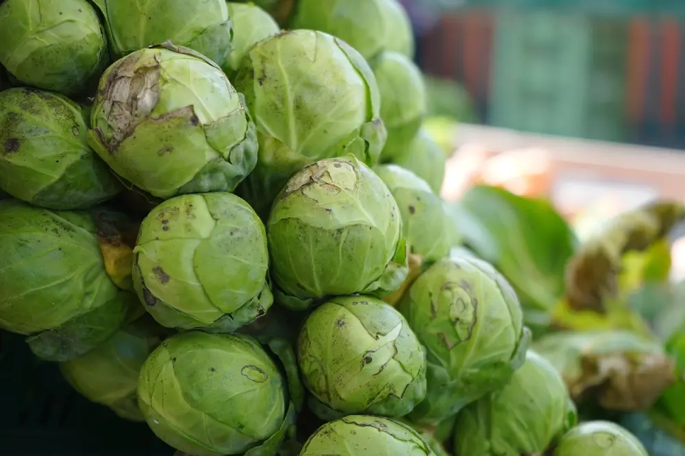 Récolte choux de Bruxelles gros plan naturels - légumes frais jardin bio potager