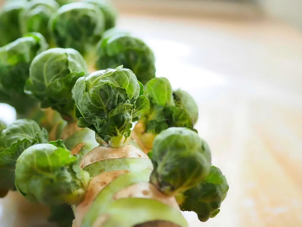 Chou de Bruxelles ouvert sur tige macro - détail croissance légume potager bio