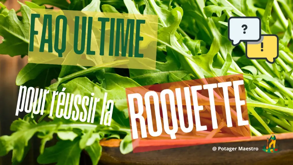 FAQ ultime culture roquette - guide jardinage potager - conseils semis récolte roquette maison