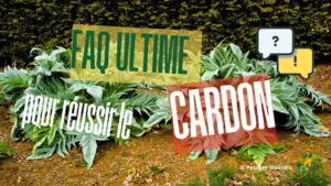 FAQ culture du cardon : conseils pratiques pour semer et récolter vos cardons