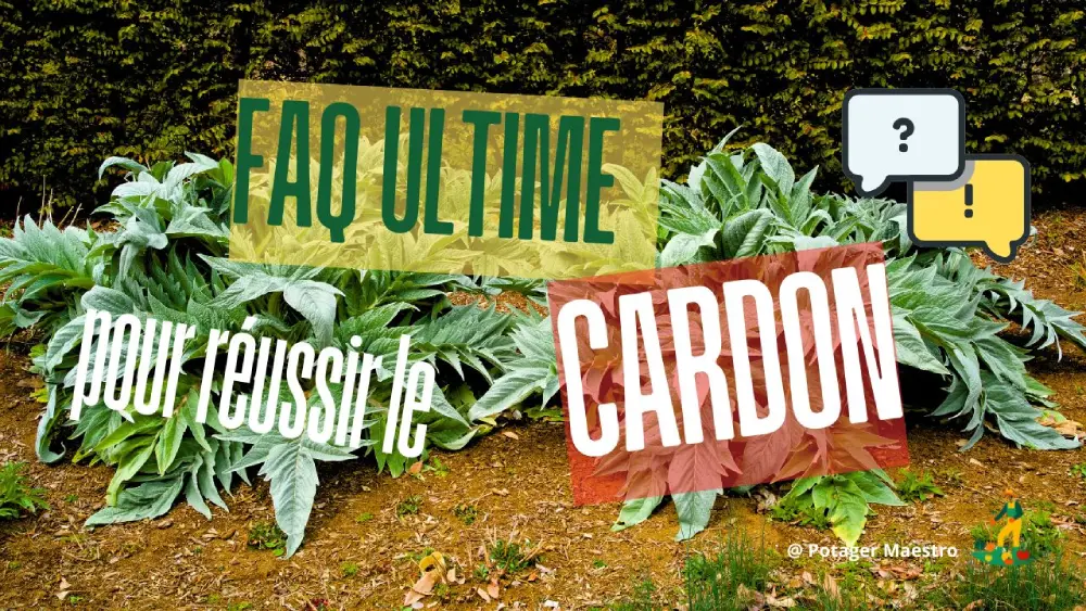FAQ culture du cardon : conseils pratiques pour semer et récolter vos cardons