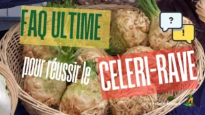 FAQ céleri-rave - questions fréquentes culture semis plantation légume potager