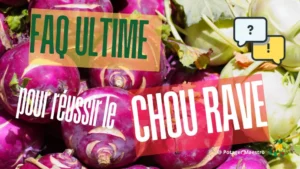 FAQ ultime chou-rave culture plantation conseils jardinage potager légume
