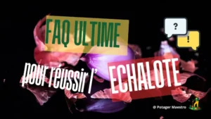 FAQ culture de l'échalote : conseils pratiques pour semer et récolter vos échalotes