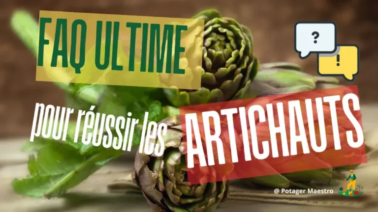 FAQ culture artichaut - Guide complet pour réussir ses artichauts au potager