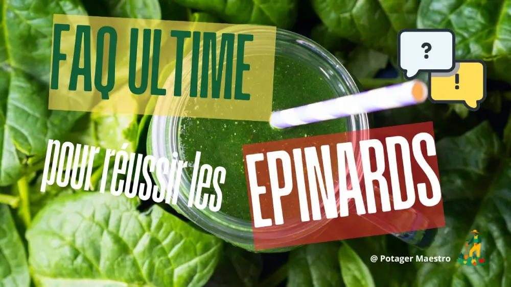 Smoothie vert épinards frais bio - FAQ culture épinards potager maison - Potager Maestro