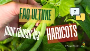 FAQ culture des haricots: conseils pratiques pour semer et récolter vos haricots