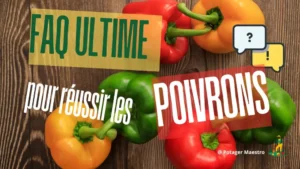 FAQ culture poivron - Guide complet pour réussir ses poivrons colorés au potager
