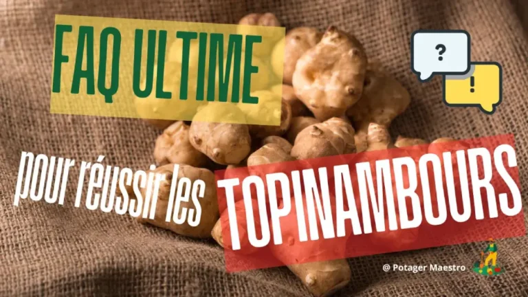 FAQ topinambour - tubercules frais sur toile de jute pour réussir la culture au potager