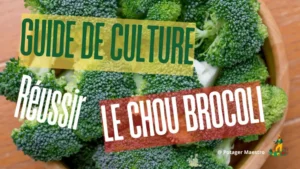 Guide culture brocoli - méthodes plantation et entretien chou brocoli frais au potager