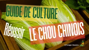 Guide culture chou chinois - Potager Maestro