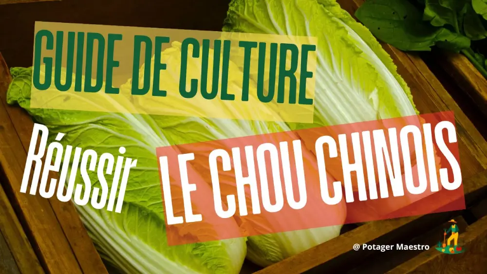 Guide culture chou chinois - Potager Maestro