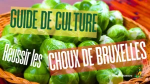 Guide culture choux de Bruxelles récolte panier osier - conseils jardinage potager