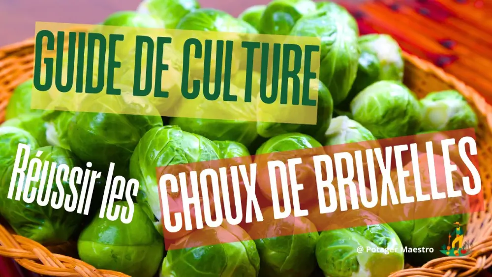 Guide culture choux de Bruxelles récolte panier osier - conseils jardinage potager