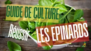 Épinards frais récoltés bol bois - guide culture épinards bio potager - conseils jardinage
