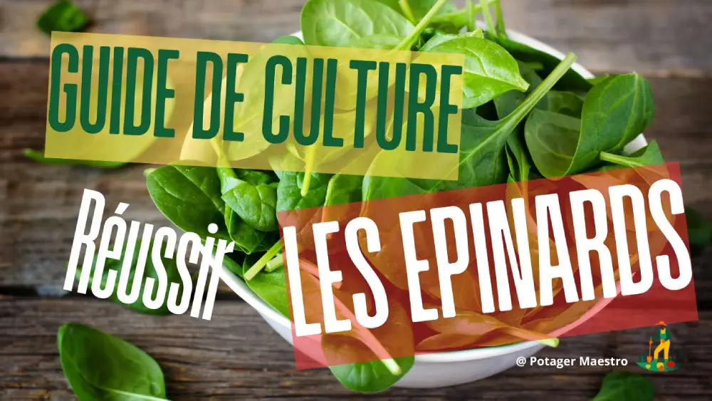 Épinards frais récoltés bol bois - guide culture épinards bio potager - conseils jardinage