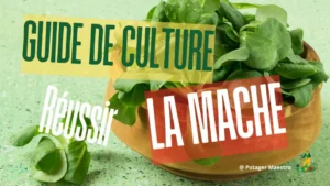 Guide culture mâche potager- rosettes fraîches dans bol bois Potager Maestro