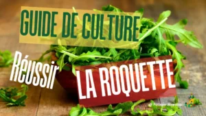 Guide culture roquette - bol salade roquette fraîche - jardinage bio potager débutant