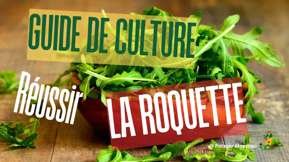 Guide culture roquette - bol salade roquette fraîche - jardinage bio potager débutant