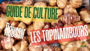 Guide culture topinambour - tubercules colorés pour plantation et récolte réussie