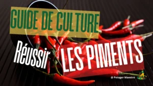 Guide de culture des piments - Réussir la plantation et la récolte des piments rouges au potager