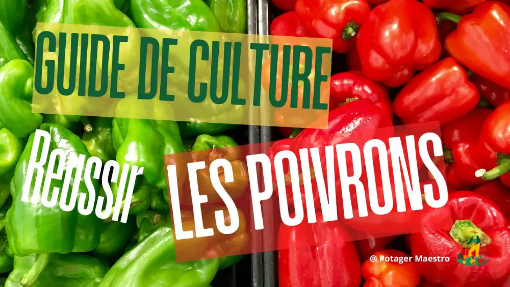 Guide culture poivrons verts et rouges - Conseils jardinage potager