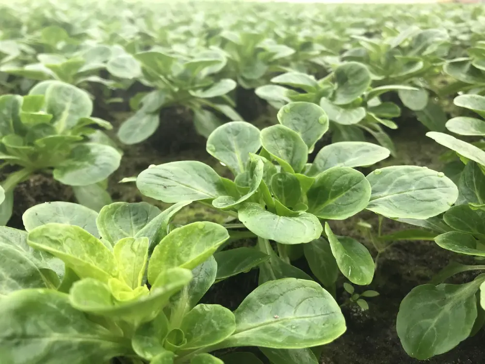 Culture mâche potager - jeunes plants rosettes feuilles spatulées