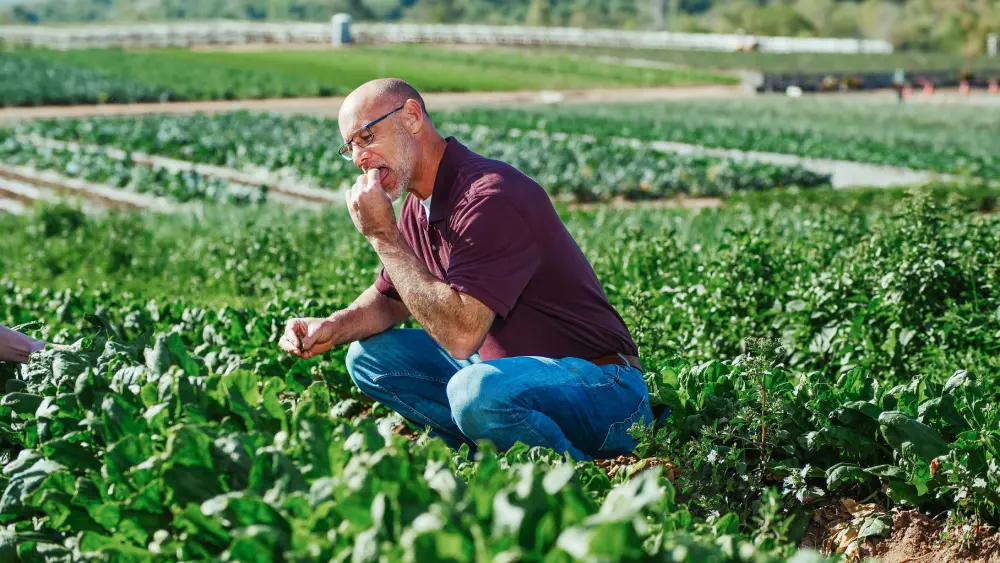 Producteur épinards champ commercial agriculture - culture épinards professionnelle légumes bio