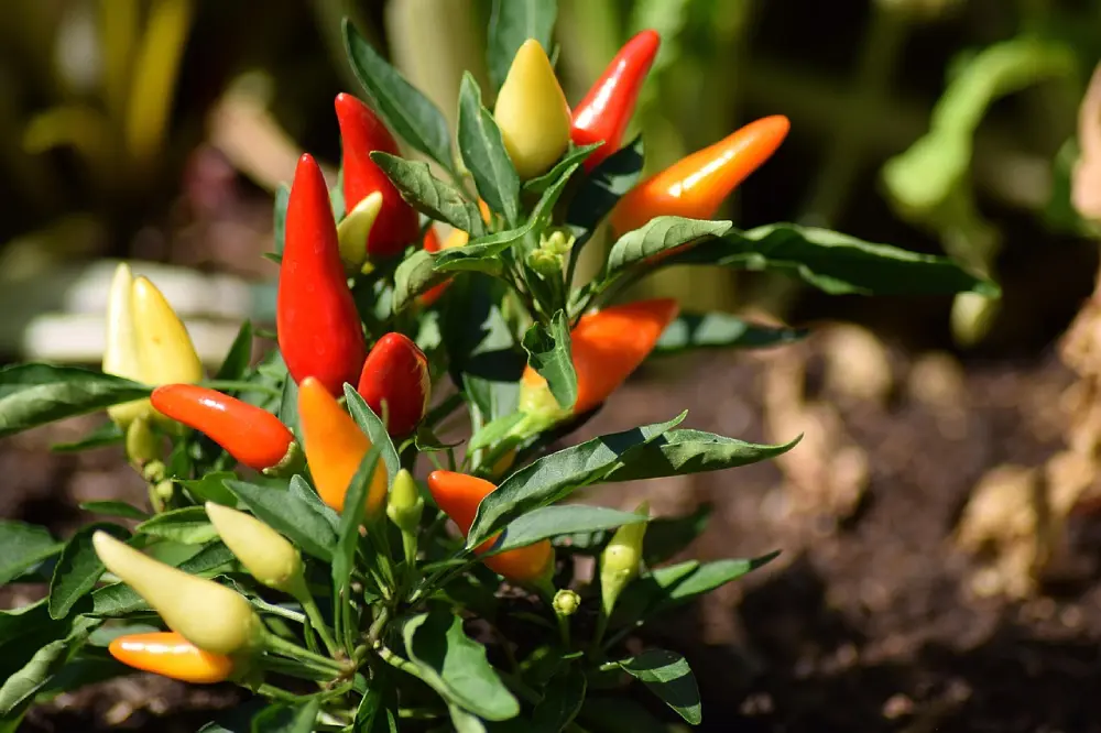 Plant de piments multicolores en culture - Différentes variétés de piments en cours de maturation